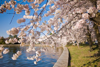 Cherrry Blossom Saturday with Summilux 21mm